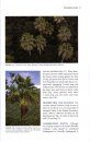 Loulu: The Hawaiian Palm