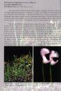 Field Guide to the Carnivorous Plants of the United States and Canada