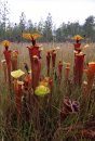 Field Guide to the Carnivorous Plants of the United States and Canada