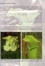 Field Guide to the Pitcher Plants of the United States and Canada