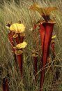 Field Guide to the Pitcher Plants of the United States and Canada