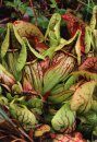Field Guide to the Pitcher Plants of the United States and Canada