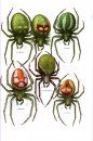 Common Spiders of North America