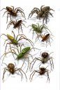 Common Spiders of North America