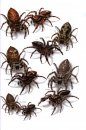 Common Spiders of North America