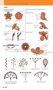 A Field Guide to the Flowers of the Alps