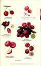 Australian Rainforest Fruits
