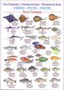 Fishes (Waterproof Field Guide)
