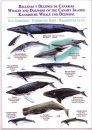 Whales and Dolphins of the Canary Islands / Ballenas y Delfines de Canarias / Kanarische Whale und Delphine