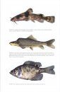 Ecology of North American Freshwater Fishes