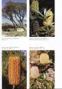 Native Trees and Shrubs of South-Eastern Australia