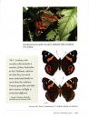 Butterflies of the South Pacific