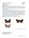 Butterflies of the South Pacific