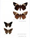 Butterflies of the South Pacific