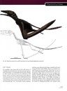 Pterosaurs