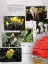 The Kingdom of Fungi
