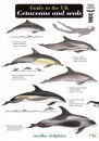Guide to the UK Cetaceans and Seals