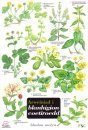 Arweiniad I Blanhigion Coetiroedd [Guide to Woodland Plants]