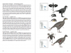 A Field Guide to Mesozoic Birds and Other Winged Dinosaurs