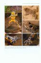 Die Gelbbauchunke: Von der Suhle zur Radspur [The Yellow-Bellied Toad: From Mudpool to Wheel Track]