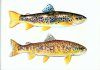 Trout of the World