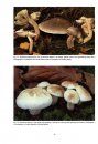The Genus Tricholoma in Britain