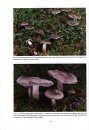 The Genus Tricholoma in Britain