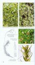Common Mosses of the Northeast and Appalachians