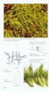 Common Mosses of the Northeast and Appalachians