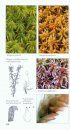 Common Mosses of the Northeast and Appalachians