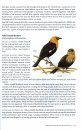 Birds of the Sierra Nevada