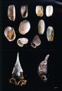 Shells of Antarctica