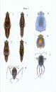 Odonata, Hemiptera, Hymenoptera and Other Insects of the Seychelles Islands