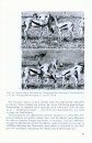 Verhalten der Gazellen [Behaviour of Gazelles]