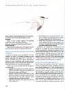 Seabird Breeding Atlas of the Lesser Antilles