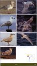 The New Stokes Field Guide to Birds: Western Region