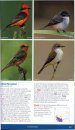 The New Stokes Field Guide to Birds: Western Region