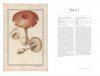 The Drawings of Mushrooms by Claude Aubriet / Les Dessins de Champignons de Claude Aubriet