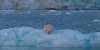 Spitzbergen: Cold Beauty / Kalte Schönheit / Koele Schoonheid / Kalt Skjønhett