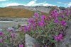 Grönland – Ein Kleiner Pflanzenführer: Von Kangerlussuaq bis zur Naresstrasse [Greenland – A Small Plant Field Guide: From Kangerlussuaq to the Nares Strait]