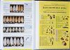 European Non-marine Molluscs, a Guide for Species Identification / Bestimmungsbuch für Europäische Land- und Süsswassermollusken