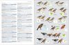 HBW and Birdlife International Illustrated Checklist of the Birds of the World, Volume 2