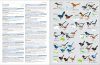 HBW and Birdlife International Illustrated Checklist of the Birds of the World, Volume 2