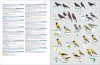 HBW and Birdlife International Illustrated Checklist of the Birds of the World, Volume 2