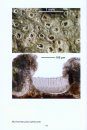 A Microscopical Atlas of Some Tropical Lichens from SE-Asia (2-Volume Set) [English]
