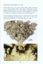 A Microscopical Atlas of Some Tropical Lichens from SE-Asia (2-Volume Set) [English]