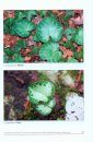 Common Cyclamen (Cyclamen purpurascens Mill.) and Its Diversity in Slovenia