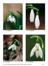 Common Snowdrop (Galanthus nivalis L.) and its Diversity in Slovenia / Navadni Mali Zvonček (Galanthus nivalis L.) in Njegova Raznolikost v Sloveniji