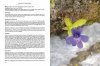 Pinguicula of the Temperate North