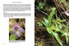 Pinguicula of the Temperate North